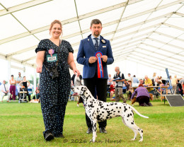 Best Of Breed, Salvadorada Happy Go Lucky, Barnett Miss N
